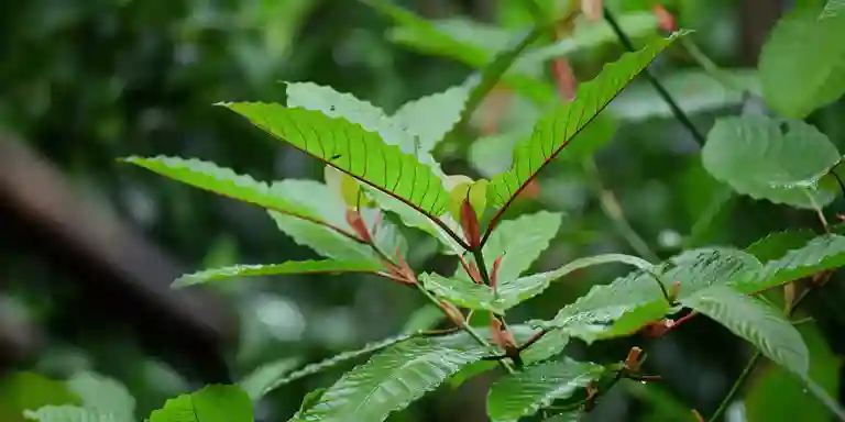 DEA’s Kratom Fact Sheet: Fact vs Perspectives